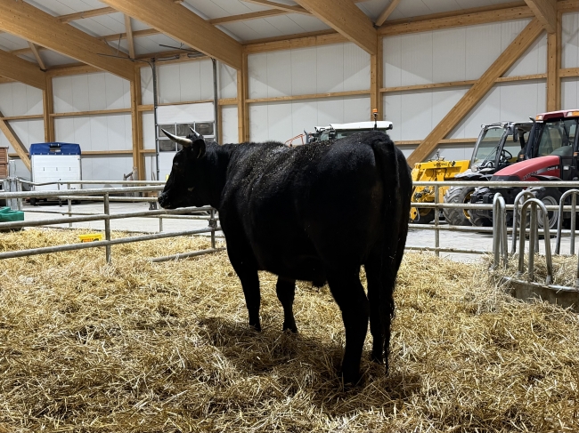 12kg - Wagyu mélange de viande 